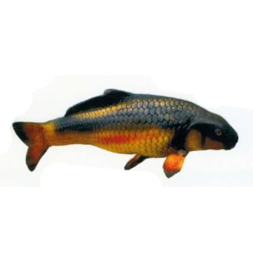 großer Koi lebensgroß