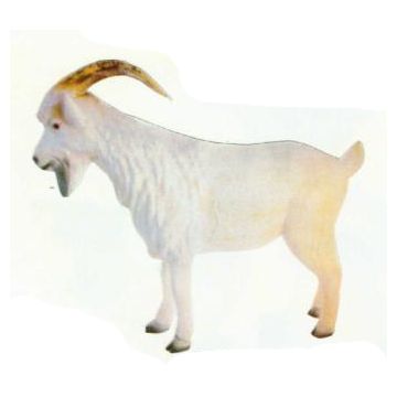 weißer Ziegenbock lebensgroß