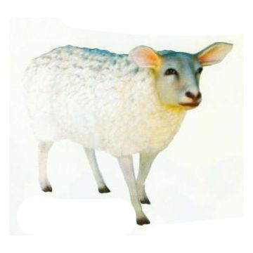 Großes weißes Wollschaf lebensgroß