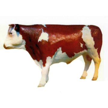 großes braun weißes Rind lebensgroß