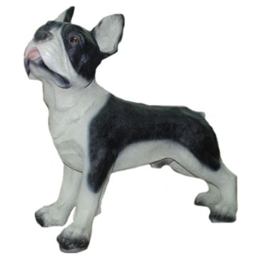 franz.Bulldogge stehend, Kampfhund lebensgroß