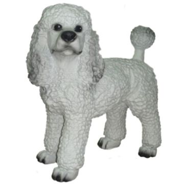 Hund, weißer Pudel lebensgroß