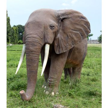 Afrikanischer Elefant lebensgroß