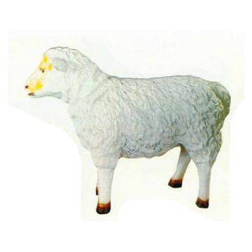 kleines Schaf Kopf schräg lebensgroß