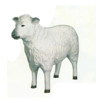 kleines weißes Schaf verkleinert