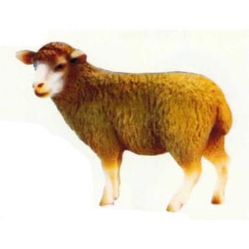 braunes Wollschaf lebensgroß