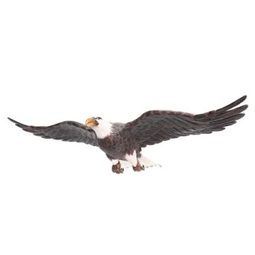 Weißköpfiger Adler fliegend lebensgroß