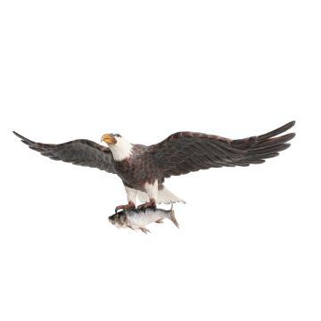 Weißköpfiger Adler fliegend mit Fisch lebensgroß