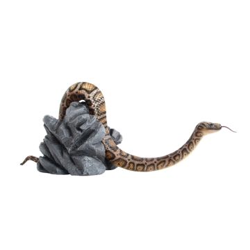 Anakonda Schlange auf kleinem Stein lebensgroß