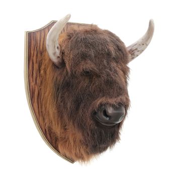 Brauner Büffelkopf auf Holz lebensgroß