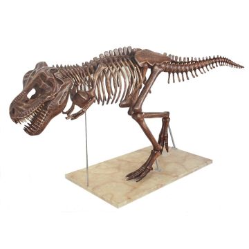 Dinosaurier Tyrannosaurus Skelett antik lebensgroß