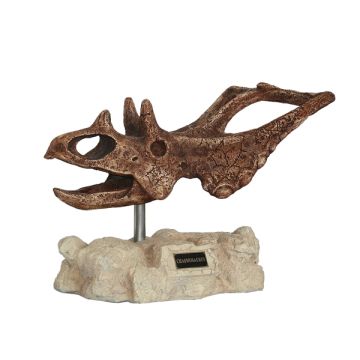 Dinosaurier Chasmosaurus auf Stein lebensgroß