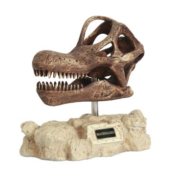 Dinosaurier Brachiosaurus auf Stein lebensgroß
