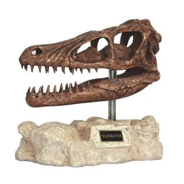 Dinosaurier Velociraptor auf Stein lebensgroß