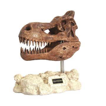 Dinosaurier Tyrannosaurus auf Stein lebensgroß