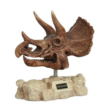 Dinosaurier Triceratops auf Stein lebensgroß
