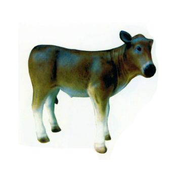 kleines braun weißes Kalb lebensgroß
