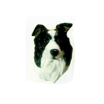 Border Collie Kopf lebensgroß