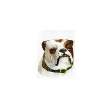 Kopf English Bulldog lebensgroß