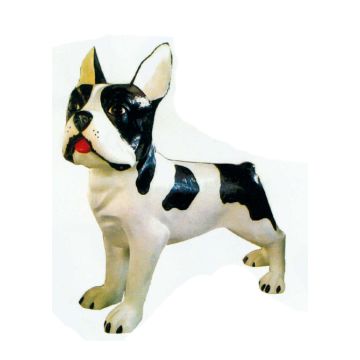 Boston Terrier XXXL weiß schwarz übergroß XXL