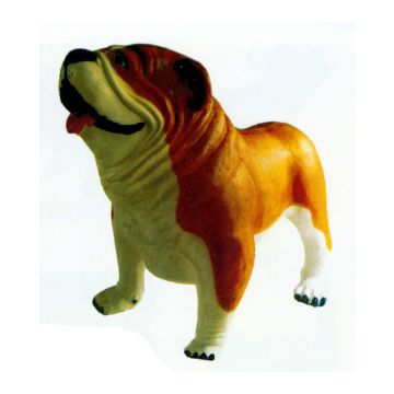 Englische Bulldogge XXXL braun weiß übergroß XXL