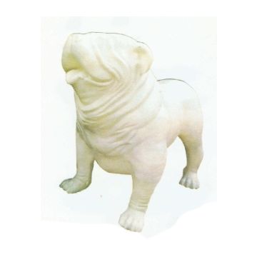 Englische Bulldogge XXXL weiß übergroß XXL