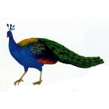 Pfau Weibchen bunt lebensgroß
