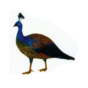 Pfau Männchen bunt lebensgroß
