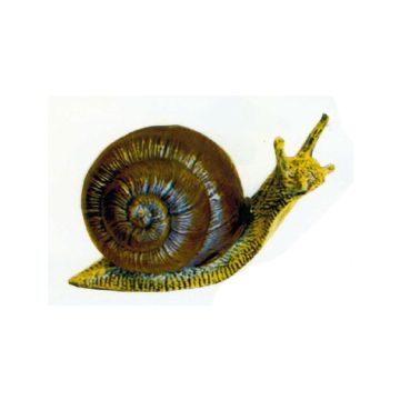 Schnecke mit großem Schneckenhaus vergrößert