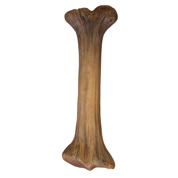 Dinoknochen mittel lebensgroß