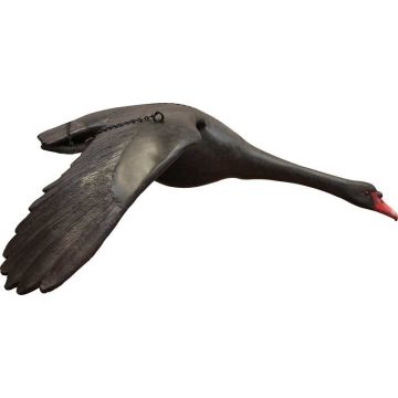 Fliegender schwarzer Schwan Flügel unten lebensgroß