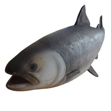 Lachs groß lebensgroß