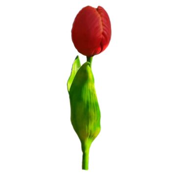 rote Tulpe vergrößert