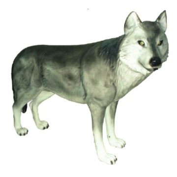 großer Wolf lebensgroß