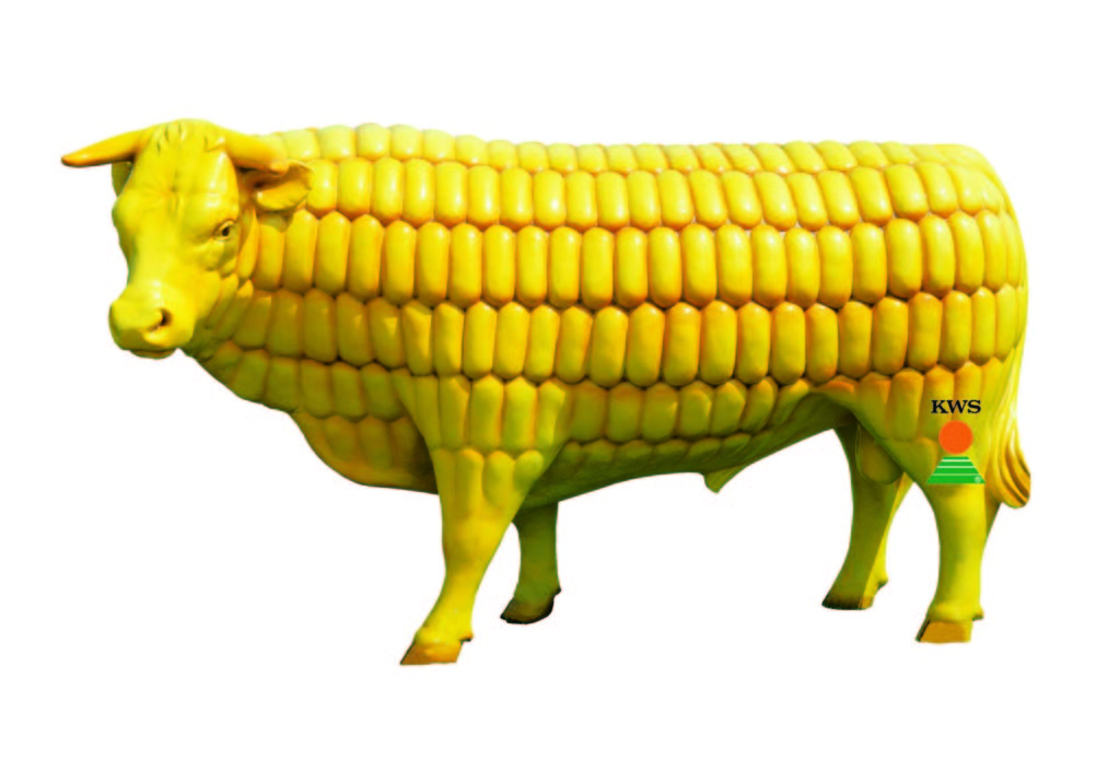 Maisbullen
